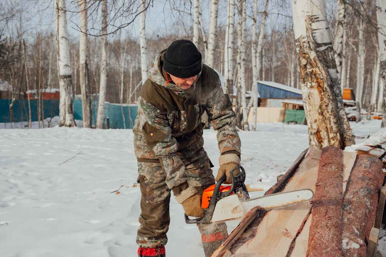 The Steps Involved in Our Tree Care Process in Cairo, NE